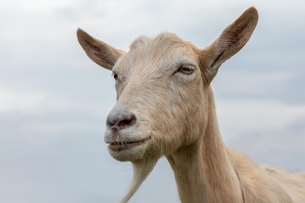 Portrait de chèvre brune avec barbe et très grandes oreilles, sur fond de ciel bleu