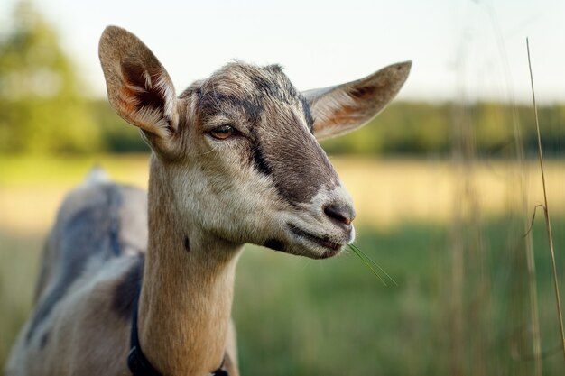 Photo portrait de chèvre brune dans un champ avec un morceau d'herbe dans la bouche