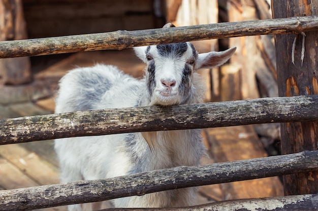 Portrait de chèvre domestique à la ferme, en bois