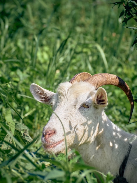 Portrait d'une chèvre drôle avec des cornes