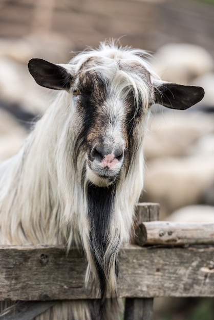 Photo portrait de chèvre. faible profondeur de champ.