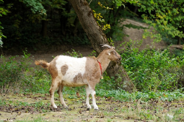 Portrait de chèvre sur fond d'herbe verte