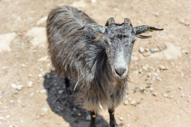 Le portrait d'une chèvre grise sur la route dans les montagnes par une journée ensoleillée. Crète, Grèce