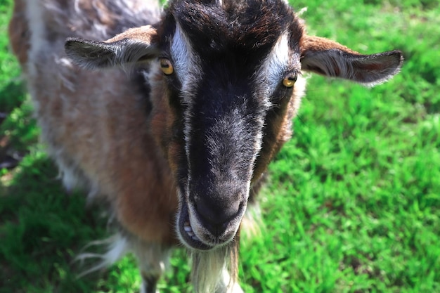 Portrait d'une chèvre sur l'herbe verte