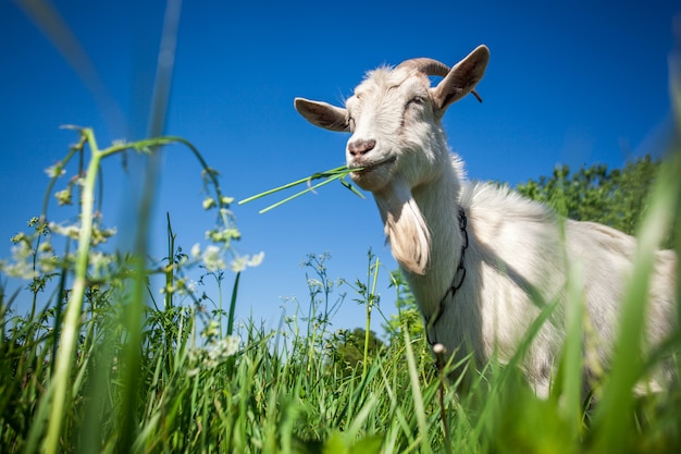 Portrait d&#39;une chèvre mâchant de l&#39;herbe sur le terrain.