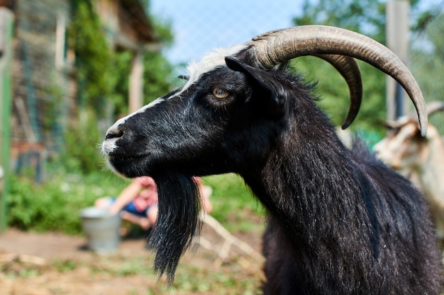 Portrait d'une chèvre noire à cornes, gros plan sur la ferme