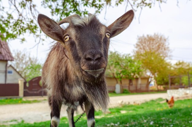 Portrait de chèvre regardant la caméra broute dans le village près de la maison