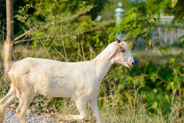 Portrait de chèvre sur la route