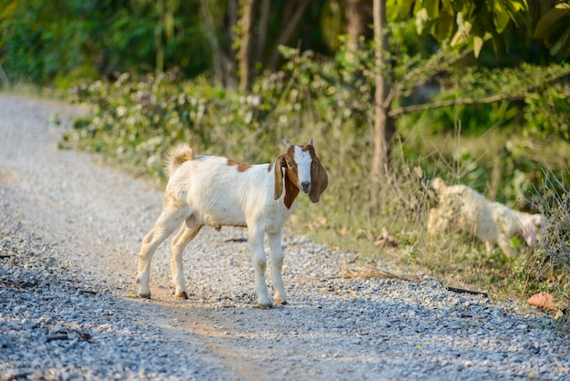 Portrait de chèvre sur la route