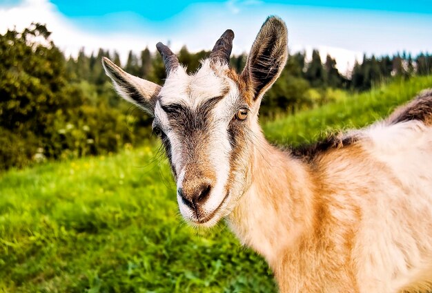 Portrait de chèvre souriante mignonne