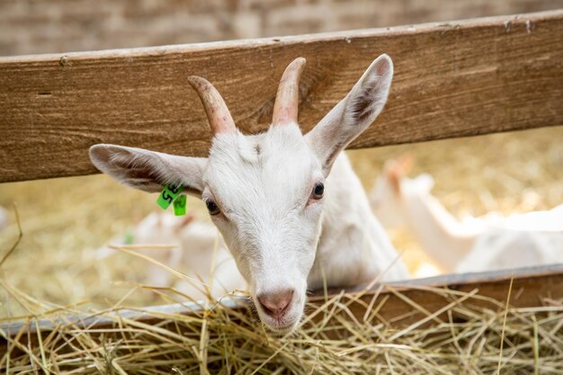 Portrait d'un chevreau dans une écurie regardant dans l'appareil photo