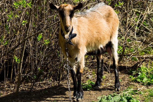 Portrait de chevreau