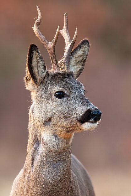 Portrait de chevreuil à la recherche dans la nature au printemps en tir vertical