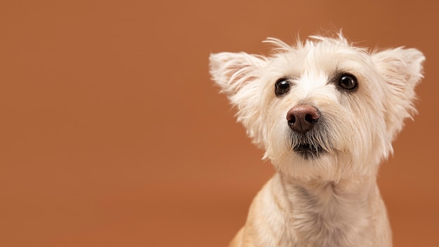 Portrait de chien adorable dans un studio