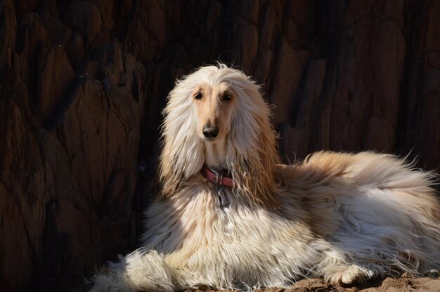 Photo portrait d'un chien afghan se détendant sur un champ