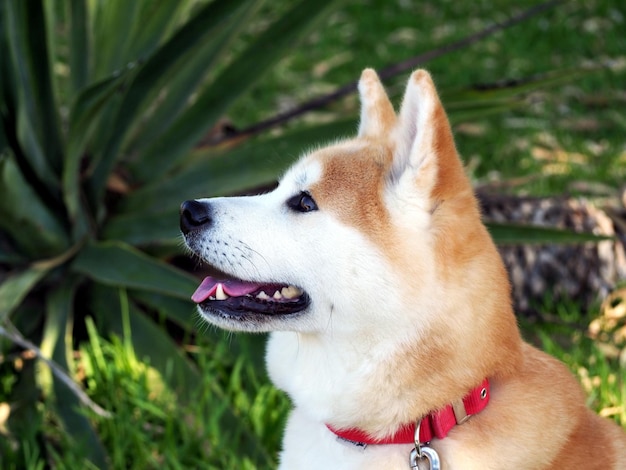 Portrait d'un chien Akita Inu de profil