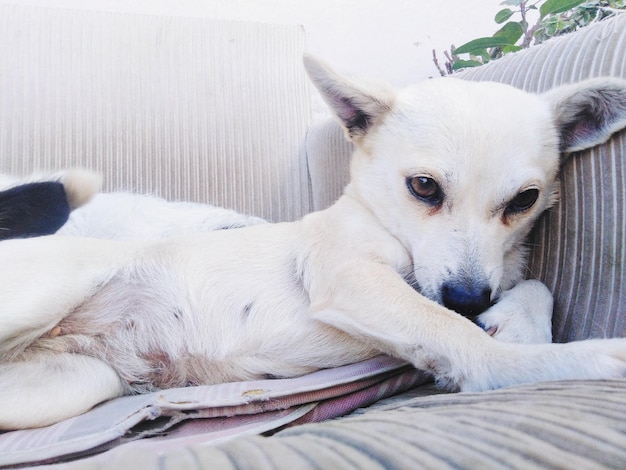 Portrait d'un chien allongé sur un lit