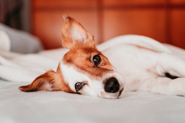 Portrait d'un chien allongé sur un lit