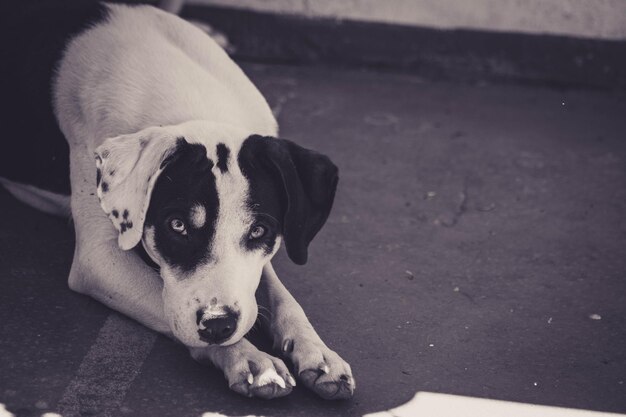 Photo portrait de chien allongé sur le sol