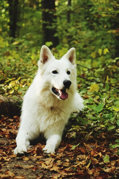 Photo portrait d'un chien allongé sur le sol