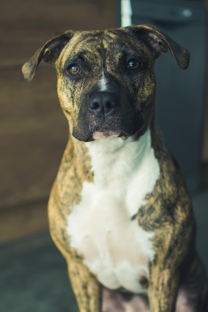 Portrait de chien amstaff regardant la caméra avec des ombres Portraits d'animaux de compagnie