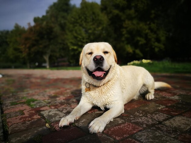 Photo portrait d'un chien assis sur un arbre