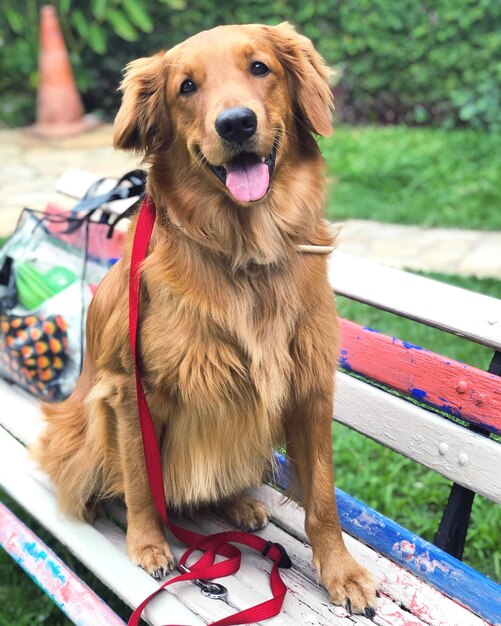 Portrait d'un chien assis sur un banc