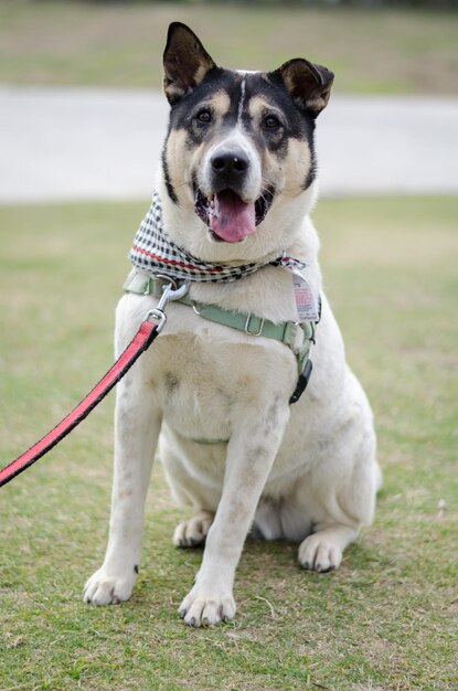 Photo portrait d'un chien assis sur un champ