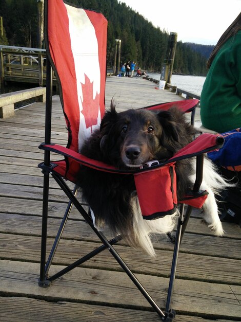 Photo portrait d'un chien assis dans une chaise sur la promenade