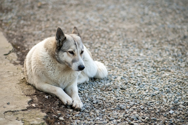 Portrait d'un chien assis à l'extérieur dans une cour.