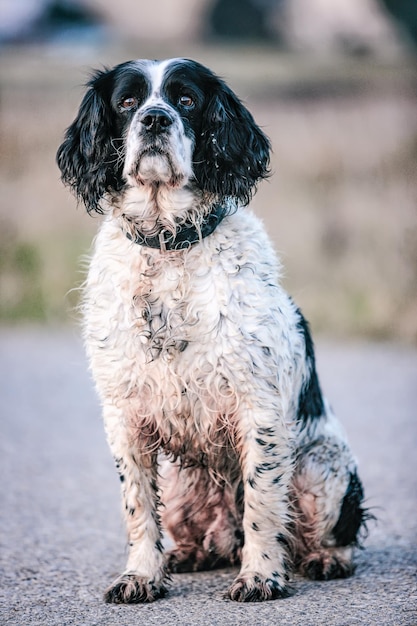 Photo portrait d'un chien assis à l'extérieur