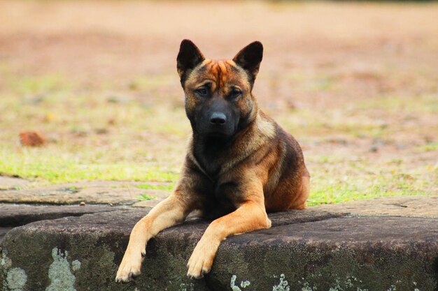 Photo portrait d'un chien assis à l'extérieur