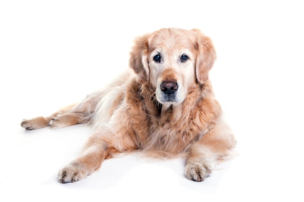 Portrait d'un chien assis sur un fond blanc