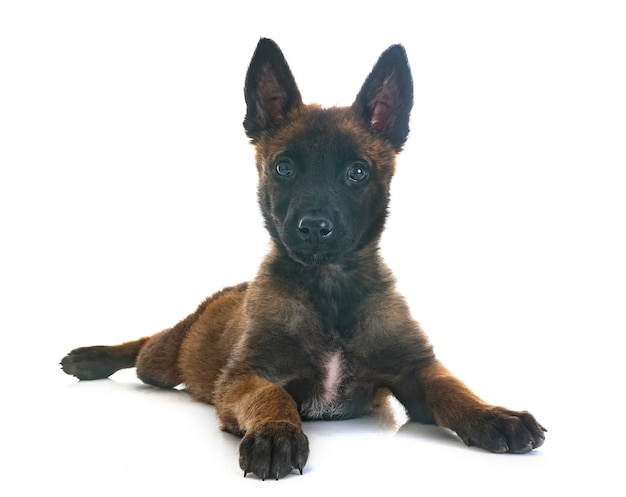 Portrait d'un chien assis sur un fond blanc
