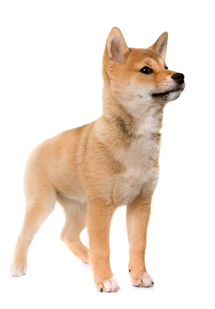 Portrait d'un chien assis sur un fond blanc