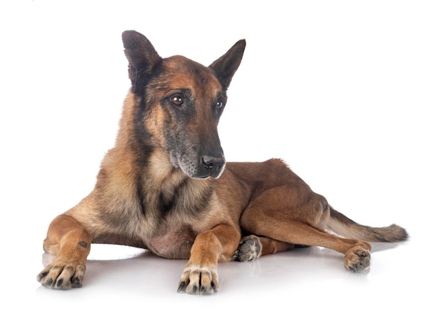 Photo portrait d'un chien assis sur un fond blanc