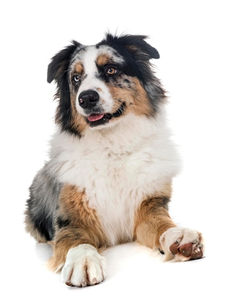 Photo portrait d'un chien assis sur un fond blanc