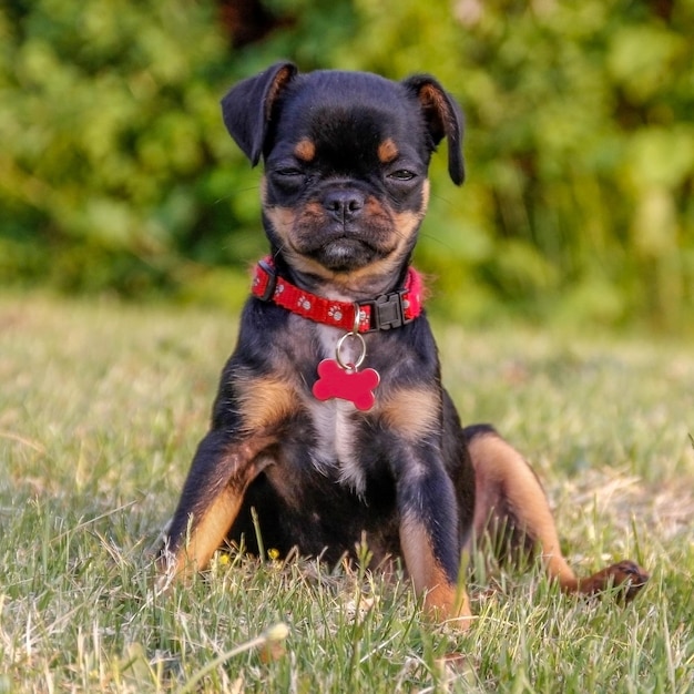 Photo portrait d'un chien assis sur l'herbe