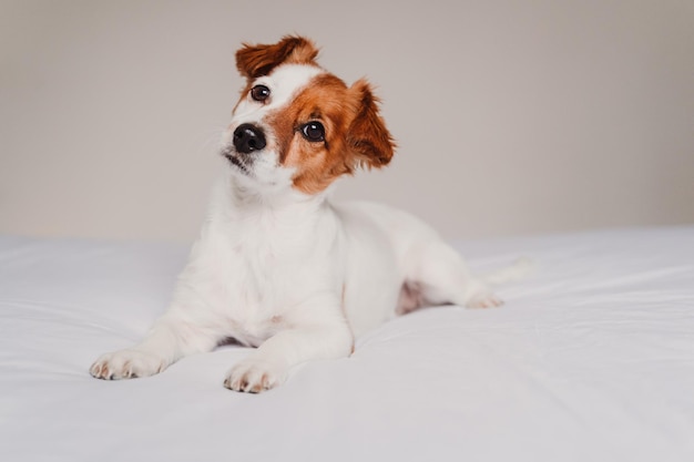 Portrait d'un chien assis sur un lit