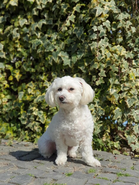 Photo portrait d'un chien assis sur une plante