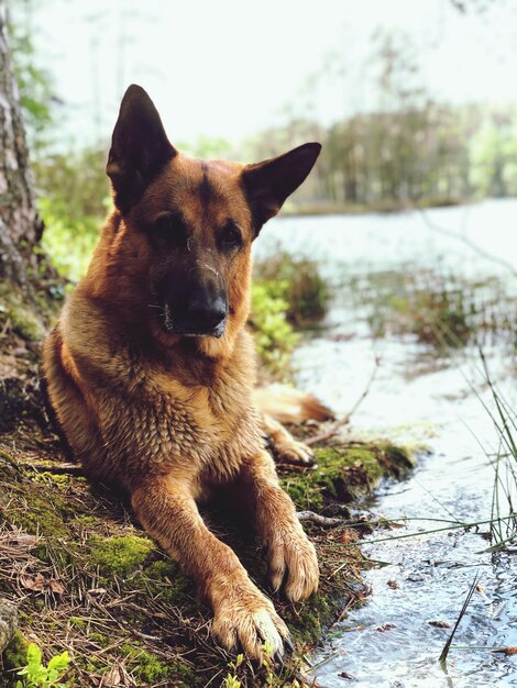 Photo portrait d'un chien assis près de l'eau