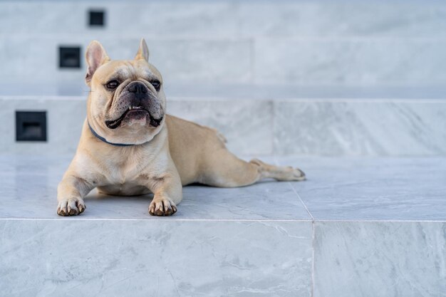 Portrait d'un chien assis sur le sol
