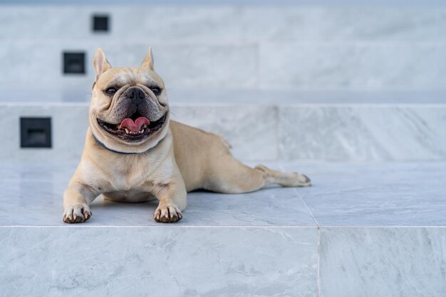 Portrait d'un chien assis sur le sol
