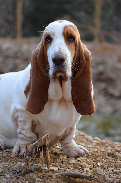 Photo portrait d'un chien assis sur la terre ferme