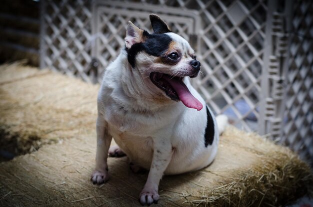 Photo portrait d'un chien assis