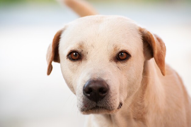 Portrait d'un chien aux yeux bruns