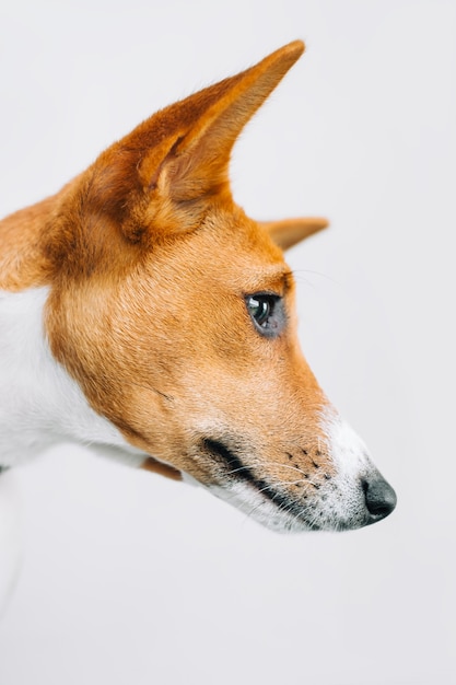 Portrait de chien basenji rouge blanc isolé sur fond blanc