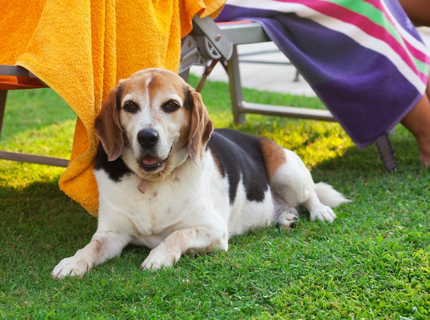 Portrait d&#39;un chien Beagle adulte