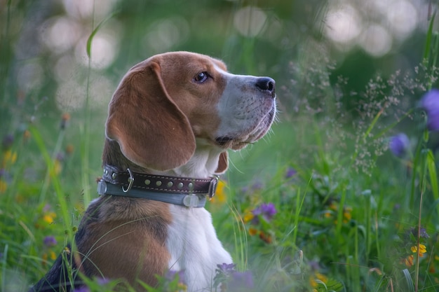 Portrait de chien Beagle dans l'herbe verte