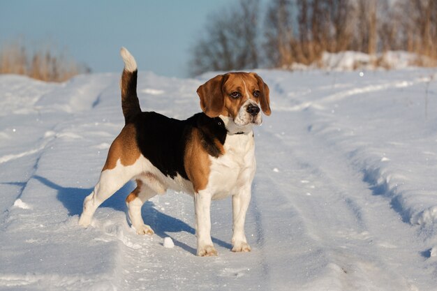 Portrait d'un chien Beagle en hiver, journée ensoleillée